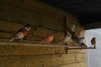 vogels Harlekijn van dit jaar .mannen en poppen, Dieren en Toebehoren, Postuurkanarie