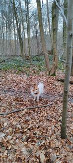 Cherche personne pour garder un petit chien, Mars