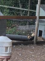 Kriel haantje 5 euro, Dieren en Toebehoren, Pluimvee