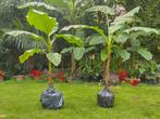 Bananenboom - Winterhard, Tuin en Terras, Planten | Tuinplanten, Ophalen of Verzenden