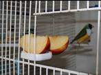 Porte-bol à fruits Floren - Moldes Ave, Animaux & Accessoires, Oiseaux | Oiseaux Autre