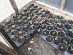 Jonge cherry tomaten, Tuin en Terras, Planten | Tuinplanten, Ophalen