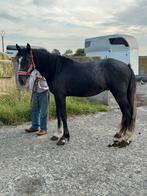Verschillende jonge paarden/trekpaard/muilezel, Dieren en Toebehoren, Paarden, Ruin