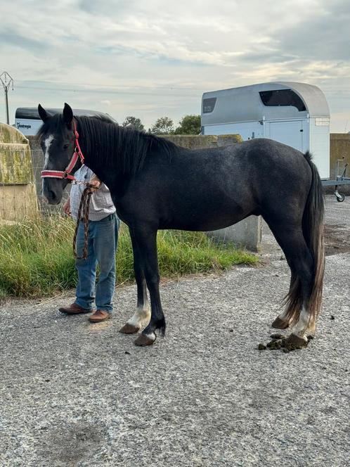 Verschillende jonge paarden/trekpaard/muilezel, Dieren en Toebehoren, Paarden, Ruin