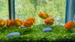 1 x HQ Red Lionchu’s Geslacht mix OP=OP, Dieren en Toebehoren, Goudvis(sen)