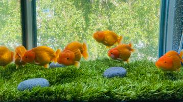 4 x HQ Red Lionchu’s Geslacht mix OP=OP beschikbaar voor biedingen