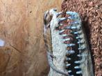 Nakweek blauwtong skinken, Dieren en Toebehoren, Reptielen en Amfibieën, Amfibie