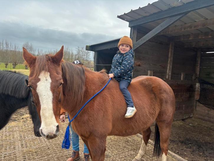 Quarter, Dieren en Toebehoren, Paarden, Ruin