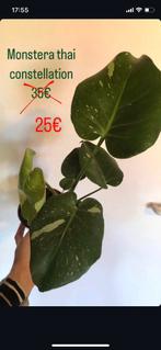 3x monstera thai constellation low variegata, Huis en Inrichting, Kamerplanten, Overige soorten, Minder dan 100 cm, Groene kamerplant