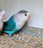 Agapornis fischeri blauw split opaline man, Dieren en Toebehoren, Mannelijk, Dwergpapegaai of Agapornis, Geringd
