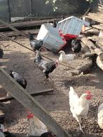 Kruising van ayam cemani raa, Dieren en Toebehoren, Pluimvee