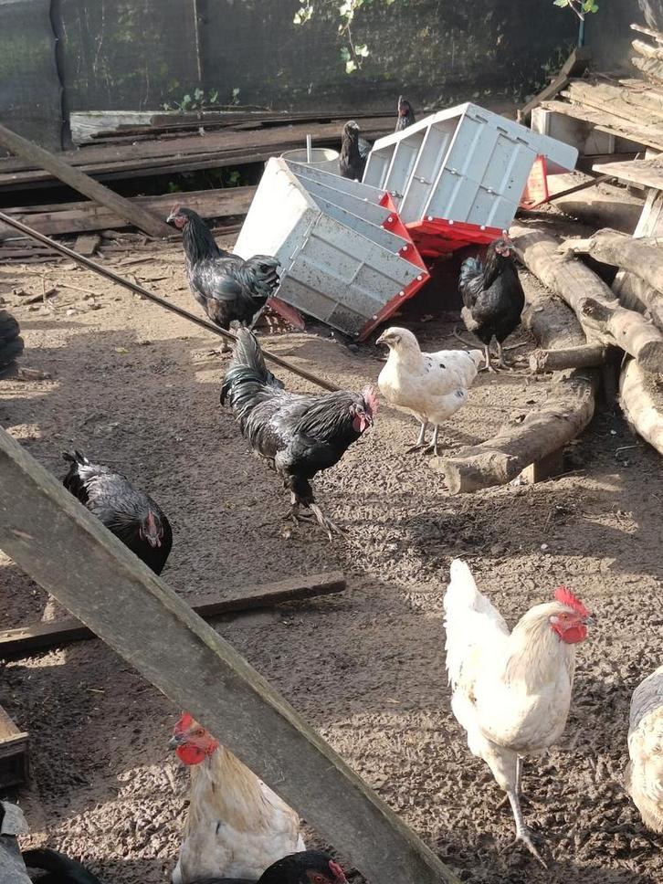Kruising van ayam cemani raa, Dieren en Toebehoren, Pluimvee