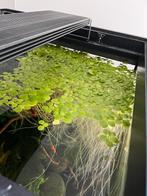 Drijfplant limnobium laevigatum, Autres types, Poisson d'eau douce