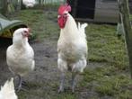 Poule de bresse kweekkoppel, Dieren en Toebehoren, Pluimvee, Meerdere dieren, Kip