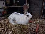 Lotharinger 3kleur, Dieren en Toebehoren, Konijnen, Mannelijk, Groot, 0 tot 2 jaar