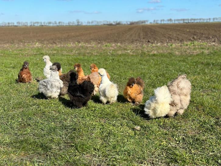 Jonge tamme Zijdehoen kriel kippen gesekst & ingeënt, Dieren en Toebehoren, Pluimvee, Kip, Vrouwelijk