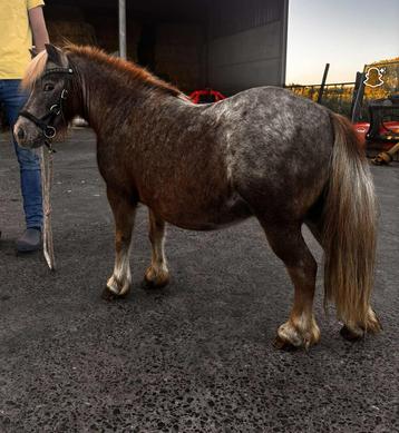 Zeer brave Ruin 14 jaar beschikbaar voor biedingen