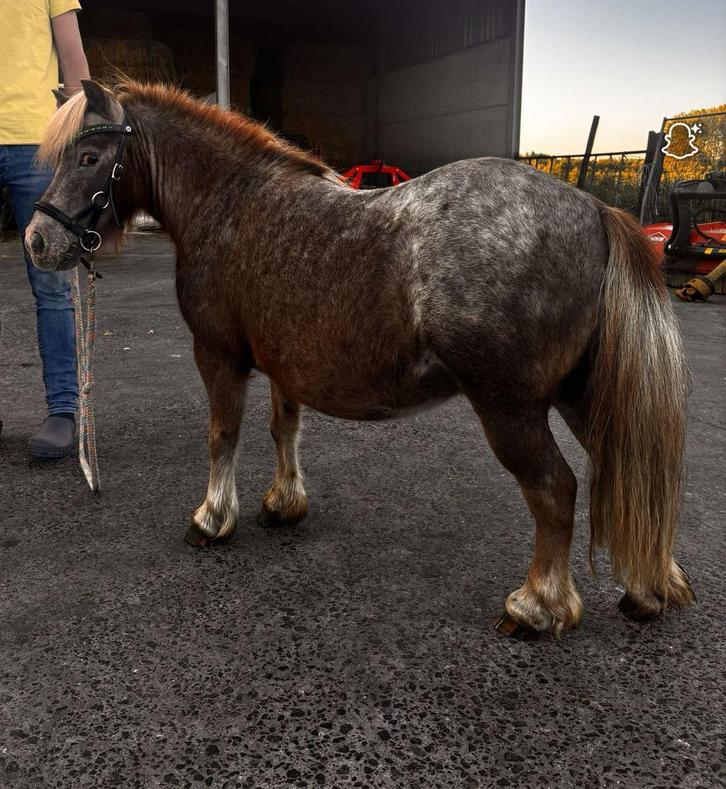 Zeer brave Ruin 14 jaar, Dieren en Toebehoren, Pony's, Ruin, Zadelmak, Recreatiepony, 11 jaar of ouder, Gechipt, Ontwormd, Ingeënt