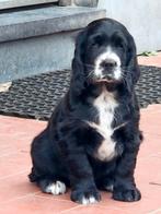 Engelse Cocker Spaniël pups, Dieren en Toebehoren, Honden | Retrievers, Spaniëls en Waterhonden, België, Fokker | Hobbymatig, Reu