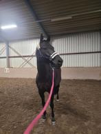 Leuke dressuur merrie, Dieren en Toebehoren, Paarden, Merrie, Met stamboom, M, Dressuurpaard