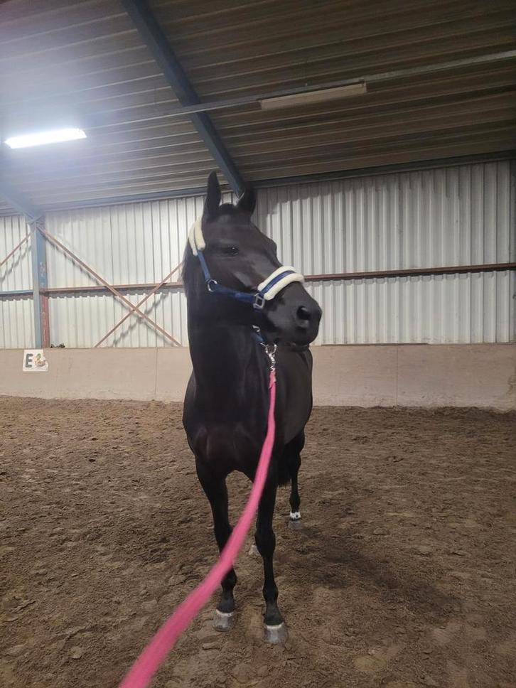 Leuke dressuur merrie, Dieren en Toebehoren, Paarden, Merrie, M, 165 tot 170 cm, 11 jaar of ouder, Dressuurpaard, Met stamboom