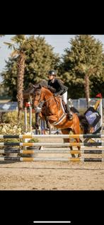 Fokmerries , recreatie- wandelpaardje tekoop/inruil, Dieren en Toebehoren, Merrie, Springpaard, M, 11 jaar of ouder