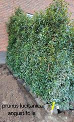 Prunus lusitanica angustifolia!, Ophalen, Taxus