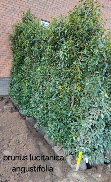 Prunus lusitanica angustifolia! beschikbaar voor biedingen