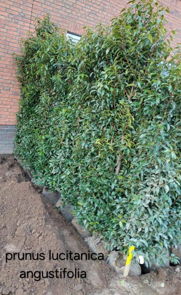Prunus lusitanica angustifolia!, Tuin en Terras, Planten | Struiken en Hagen, Taxus, Ophalen