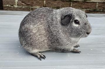 Cavia zeugjes  disponible aux enchères