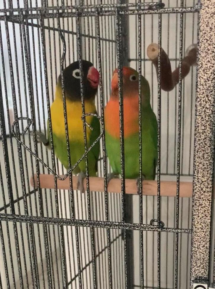 Dwergpapegaai, Dieren en Toebehoren, Vogels | Parkieten en Papegaaien, Dwergpapegaai of Agapornis, Geringd