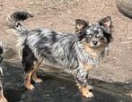 Chihuahua reutje met stamboom, Animaux & Accessoires, Parvovirose, Un chien, Belgique, Éleveur | Loisir