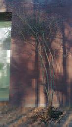 Amerikaanse krentenboompje (Amelanchier lamarckii), Tuin en Terras, Ophalen