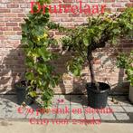 Druivelaars aan onklopbare prijzen!, Tuin en Terras, Ophalen