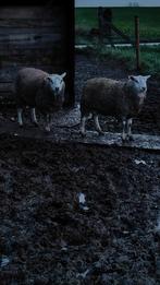 Mooie schapen jong 11 maanden oud, Dieren en Toebehoren, Schapen, Geiten en Varkens, 0 tot 2 jaar