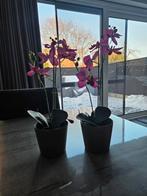 2 potjes met orchidee, Ophalen