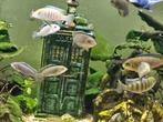 Poissons Cichlides malawi, Dieren en Toebehoren, Vissen | Aquariumvissen