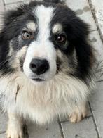 Border collie, Dieren en Toebehoren, Honden | Herdershonden en Veedrijvers, België, 15 weken tot 1 jaar, Reu, CDV (hondenziekte)