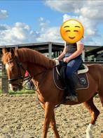 Recreatieve voorwaartse lieve 10-jarige merrie te koop, Dieren en Toebehoren, Minder dan 160 cm, Niet van toepassing, 7 tot 10 jaar