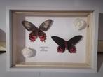 Taxidermy, Verzamelen, Ophalen of Verzenden, Nieuw, Insect, Opgezet dier