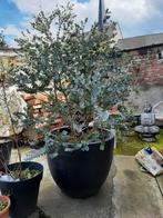 grote eucalyptus azura, Tuin en Terras, In pot, Overige soorten, Volle zon, Ophalen