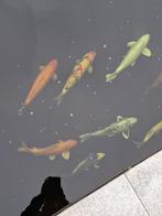 7 japanse  koi's en 1 albino steur, Dieren en Toebehoren, Vissen | Vijvervissen, Karper of Koi