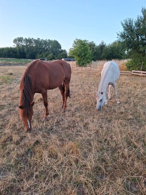 Verzorger gezocht regio Boutersem, Dieren en Toebehoren, Paarden, Merrie, M