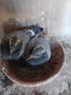 2 laatste jongen uit de kwekers., Dieren en Toebehoren, Vogels | Duiven, Meerdere dieren, Postduif
