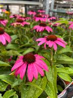 Echinacea purp. Magnus, Ophalen, Vaste plant