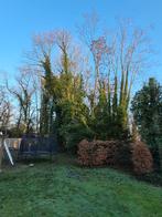 Bomen te snoeien, in ruil voor hout, Enlèvement