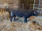 Zwarte texel dekram, Mannelijk, Schaap