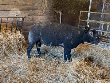 Zwarte texel dekram beschikbaar voor biedingen