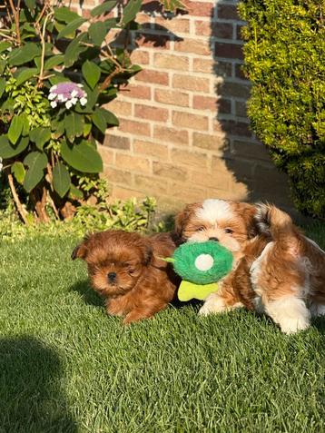 Chiots Lhassa apso, Autres races, Plusieurs, Parvovirose, Belgique