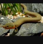 Erpetoichthys calabaricus (Poisson roseau/corde/serpent), Poisson, Poisson d'eau douce